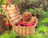 Toy Poodle
