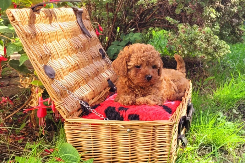 Toy Poodle