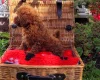 Toy Poodle