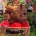 Toy Poodle