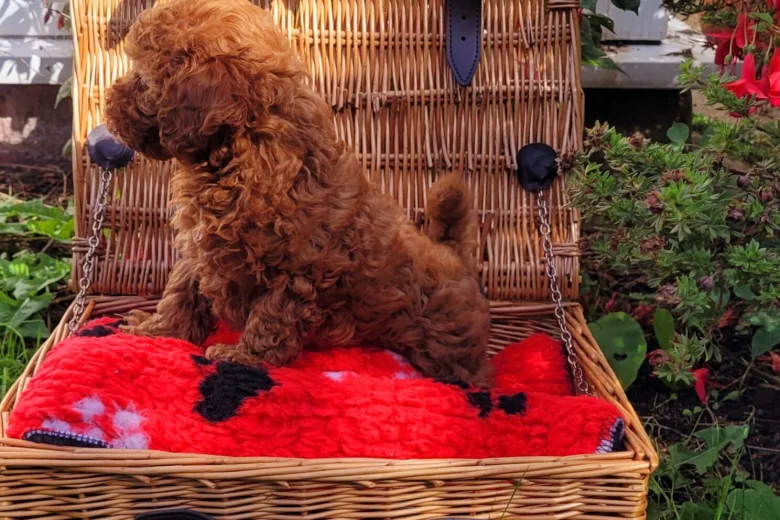 Toy Poodle