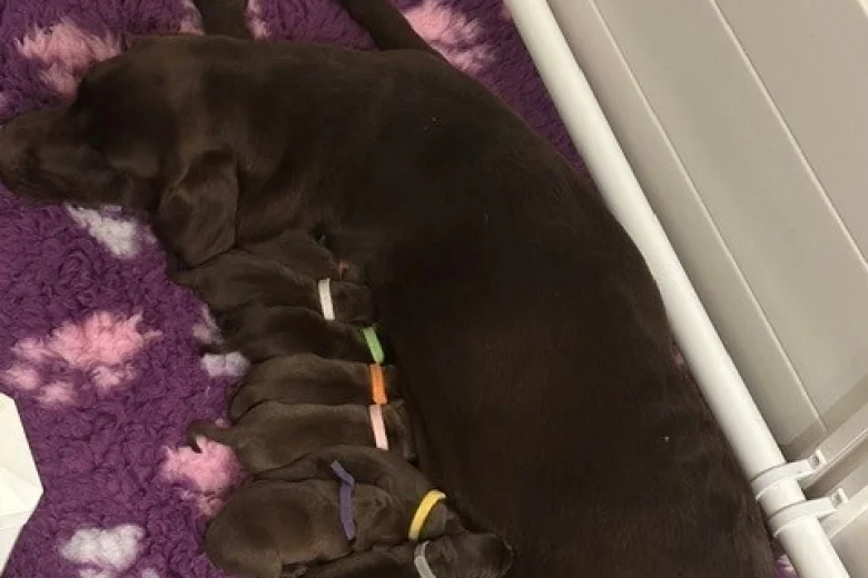 Labrador Retriever
