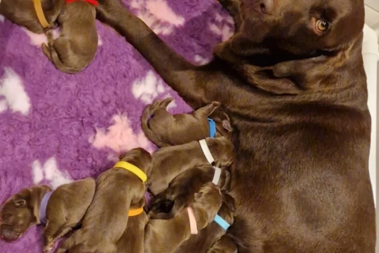 Labrador Retriever