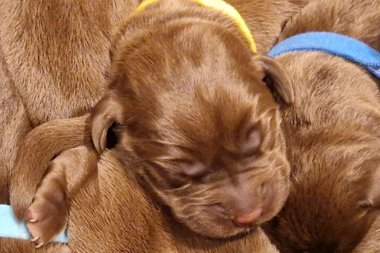 Labrador Retriever