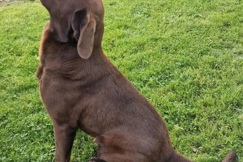 Labrador Retriever
