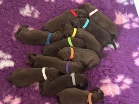 Labrador Retriever