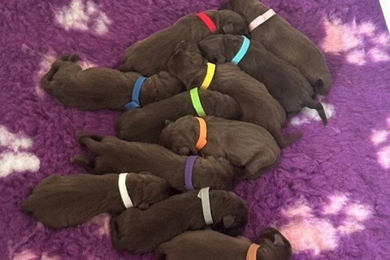 Labrador Retriever