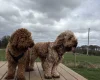 Cockapoo