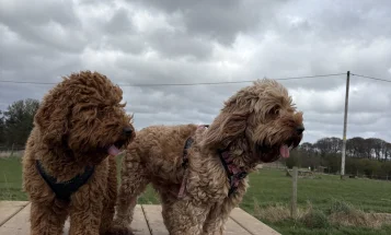 Cockapoo