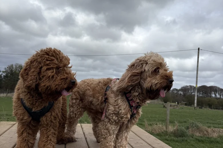 Cockapoo