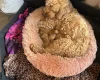Cockapoo