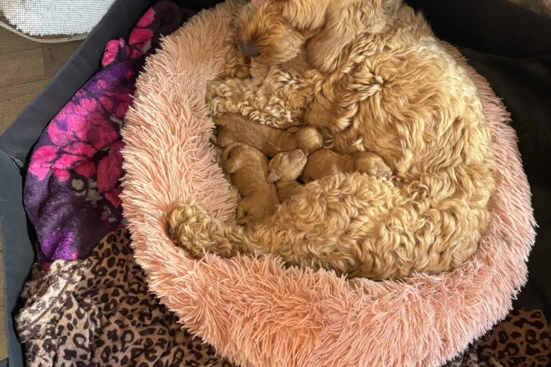 Cockapoo