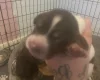 Cocker Spaniel (Show)