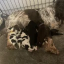 Cocker Spaniel (Show)
