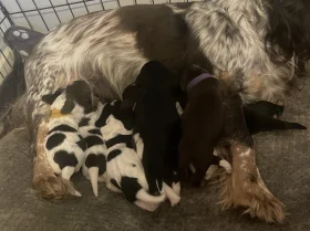 Cocker Spaniel (Show)