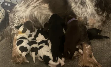 Cocker Spaniel (Show)