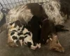 Cocker Spaniel (Show)