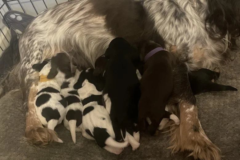 Cocker Spaniel (Show)