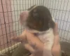 Cocker Spaniel (Show)