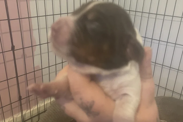 Cocker Spaniel (Show)