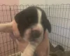 Cocker Spaniel (Show)