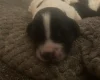 Cocker Spaniel (Show)