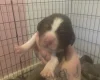 Cocker Spaniel (Show)