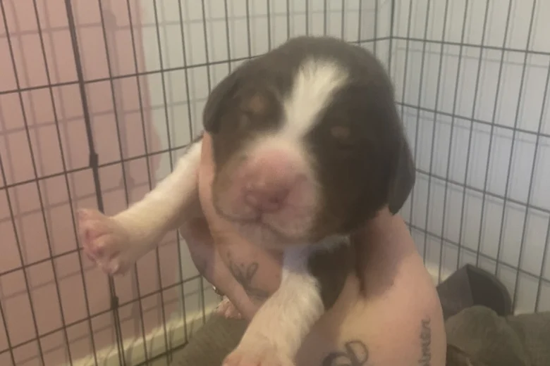 Cocker Spaniel (Show)