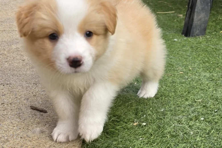 Border Collie