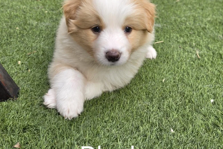 Border Collie