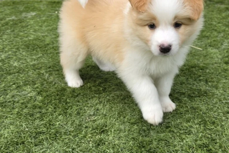 Border Collie