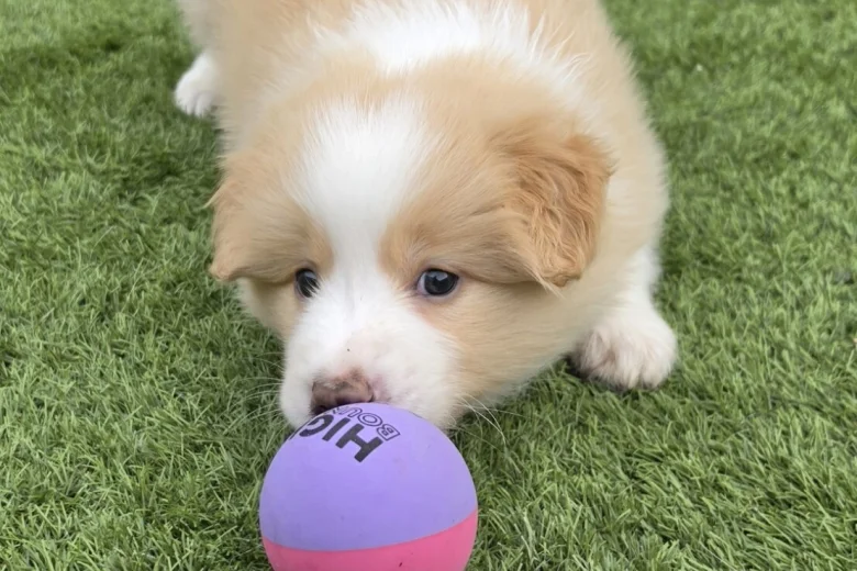 Border Collie