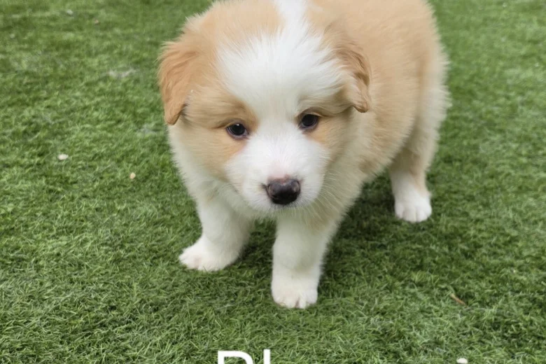 Border Collie