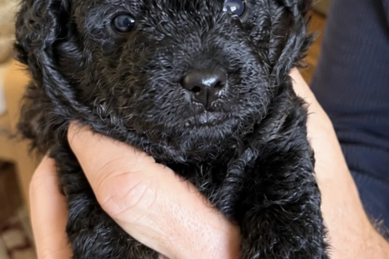 Jackapoo
