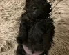 Jackapoo