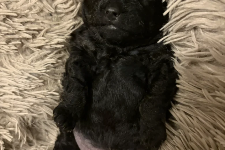 Jackapoo