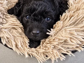 Jackapoo