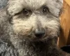 Jackapoo