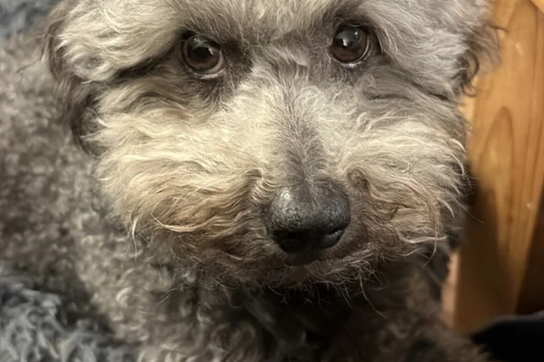 Jackapoo