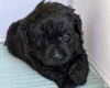 Jackapoo