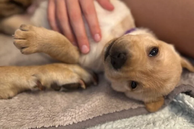 Labrador Retriever