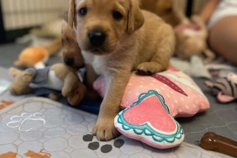 Labrador Retriever