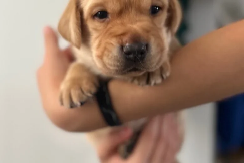 Labrador Retriever