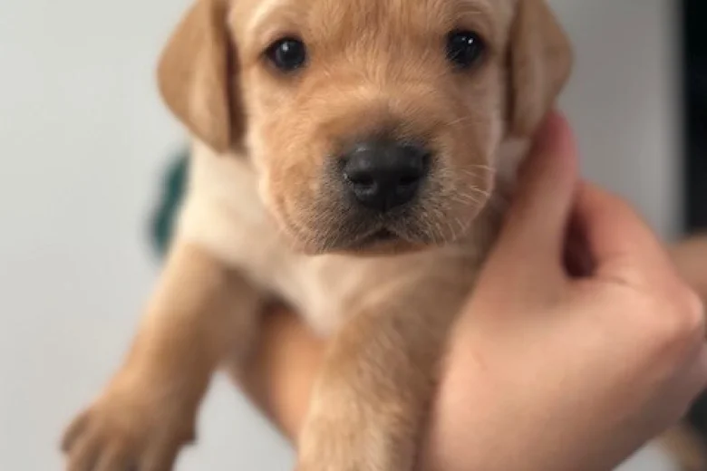 Labrador Retriever
