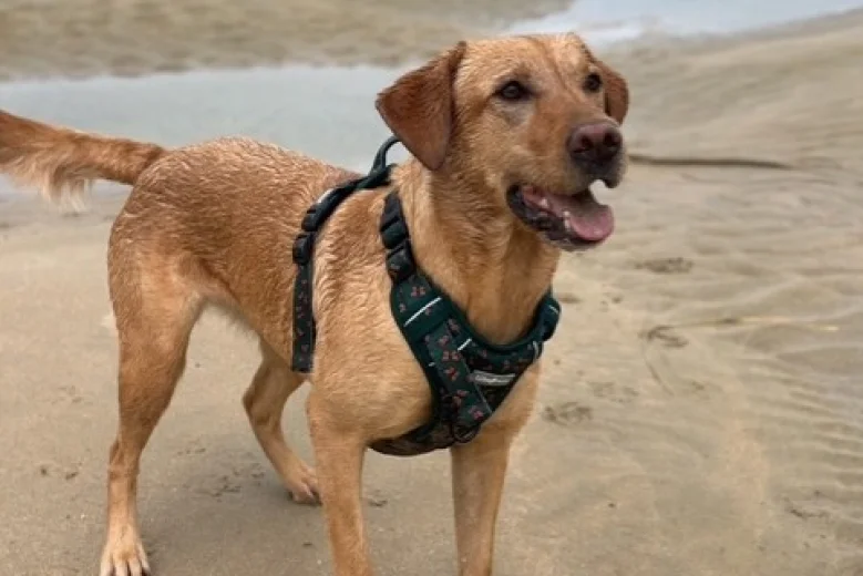 Labrador Retriever