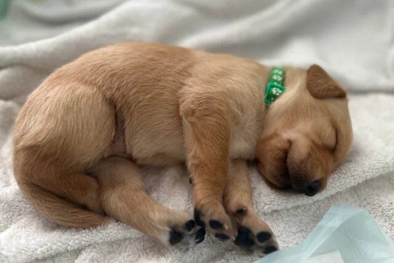 Labrador Retriever