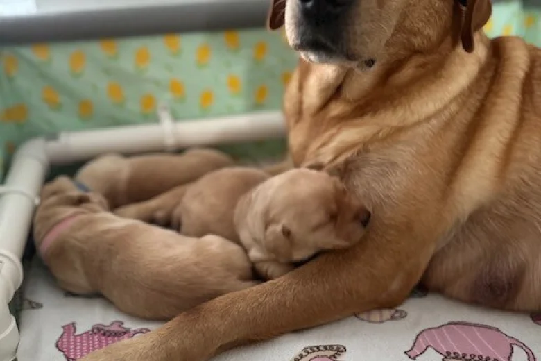 Labrador Retriever