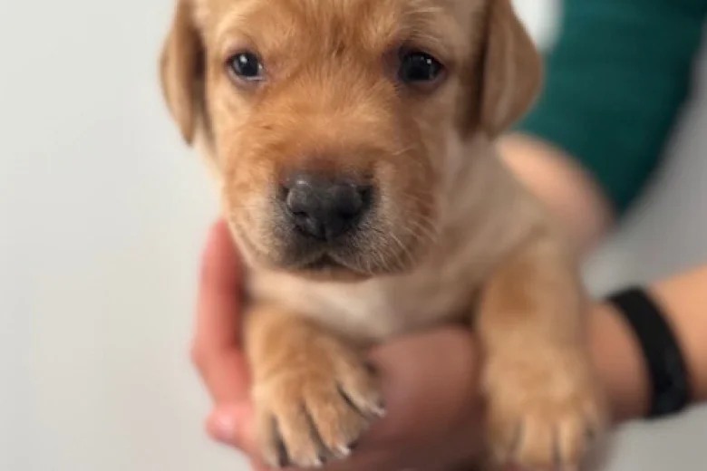 Labrador Retriever