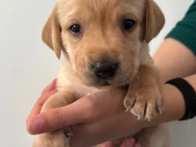 Labrador Retriever