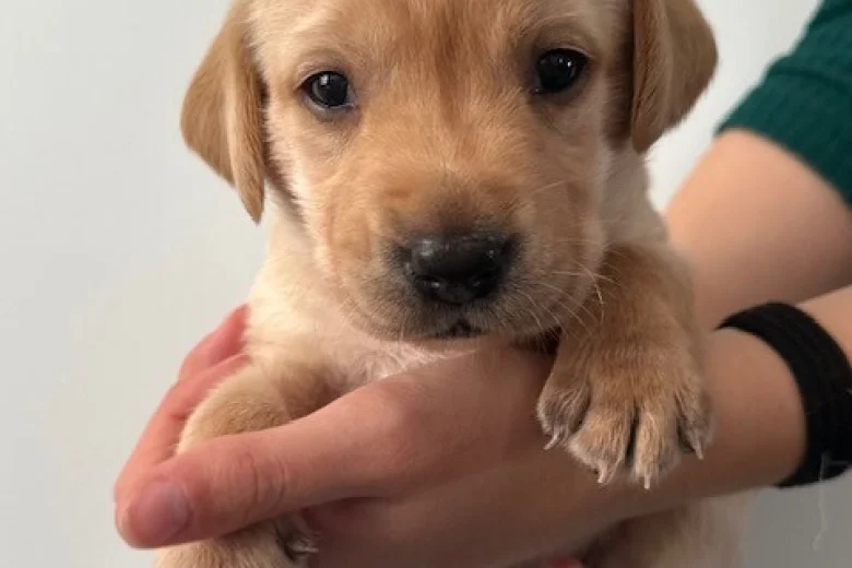 Labrador Retriever